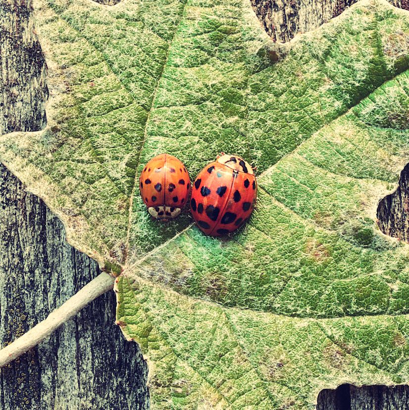 Vintage photo of ladybugs on green leaf