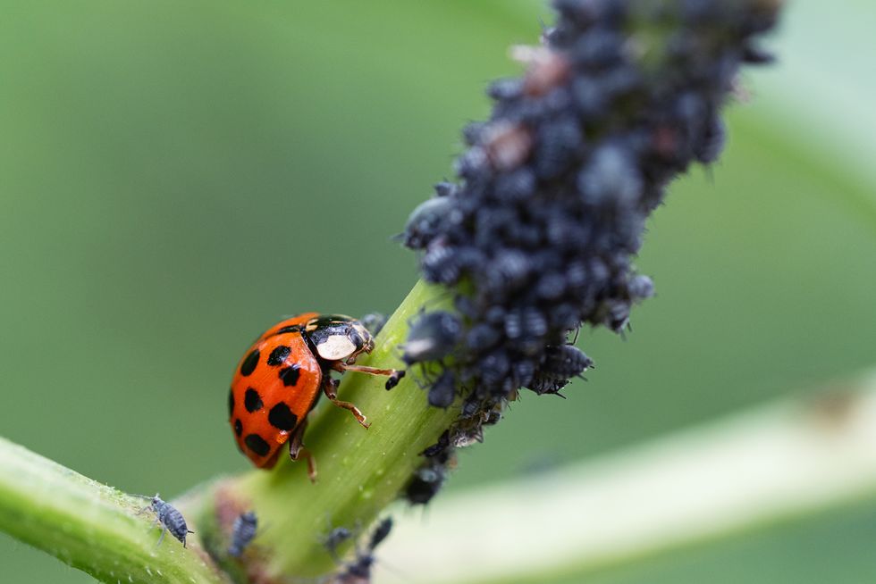 how to get rid of ladybugs eating aphids