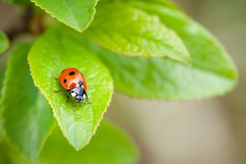ladybug on plant leaf