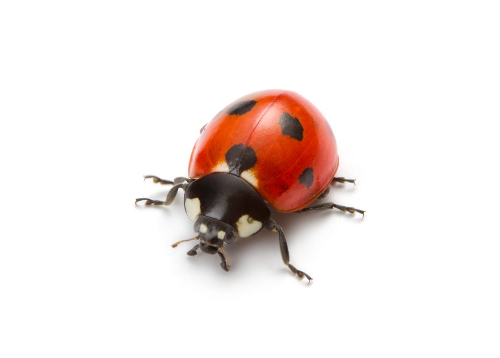 The Difference Between Asian Lady Beetles vs. Ladybugs