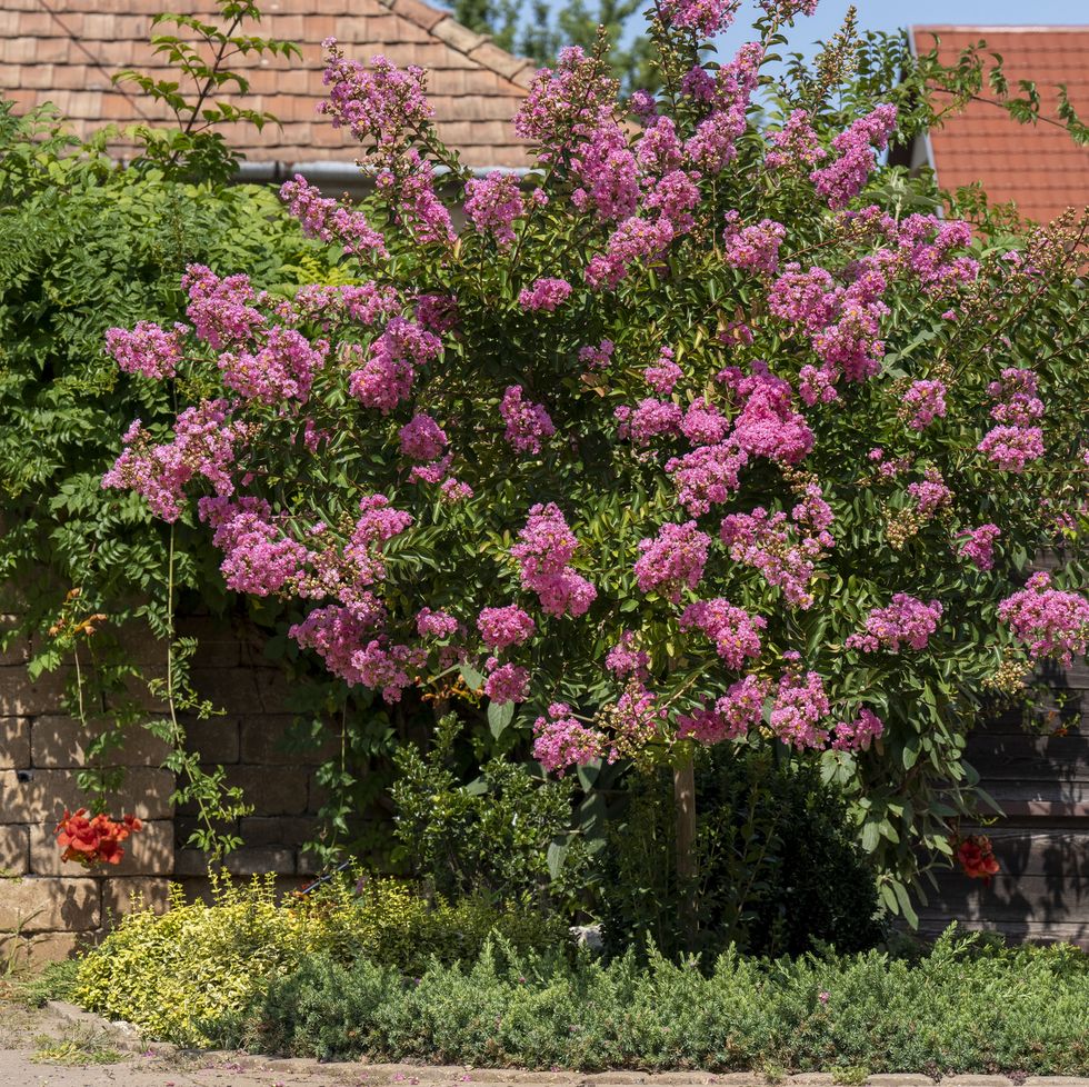 lagerstroemia indica in blossom. beautiful pink flowers on rape myrtle tree on blurred blue sky background. selective focus.