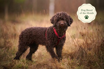 lagotto romagnolo, una raza de perro agua con tamaño mediano y muy amigable
