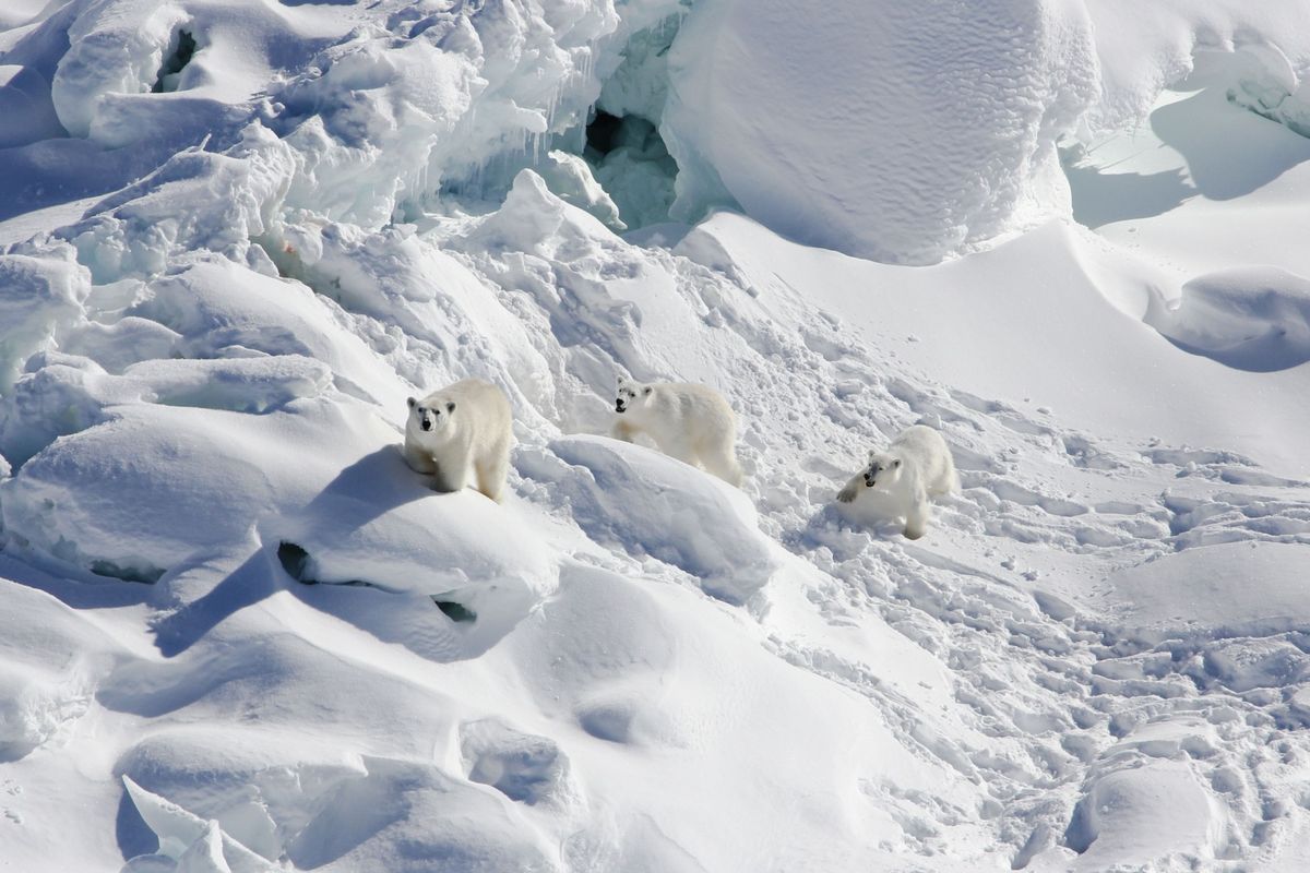 In het zuidoosten van Groenland steekt een ijsbeer met haar welpen een besneeuwde gletsjer over IJsberen maken doorgaans gebruik van pakijs voor de kust om op zeehonden te jagen maar nu het Noordpoolgebied opwarmt smelten deze ijsschollen steeds vroeger Mogelijk zullen de ijsberen in de toekomst hun laatste toevlucht zoeken op drijfijs dat van gletsjers is afgekalfd