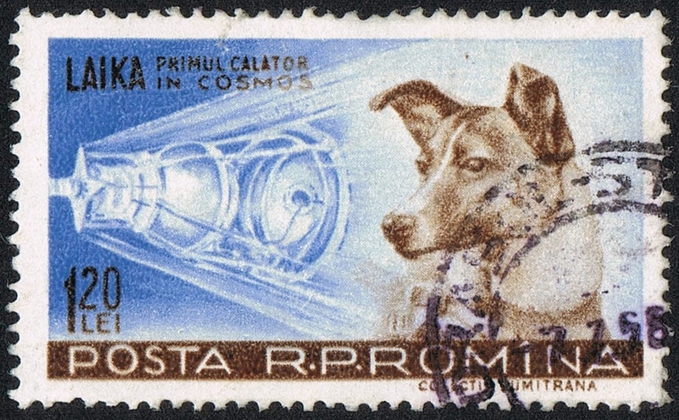 Laika, the space dog of Sputnik 2, the Soviet Union