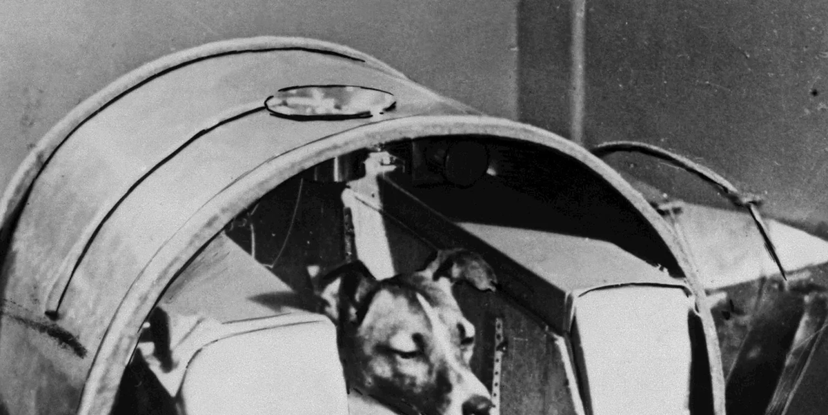 5 tragic facts about Laika the dog