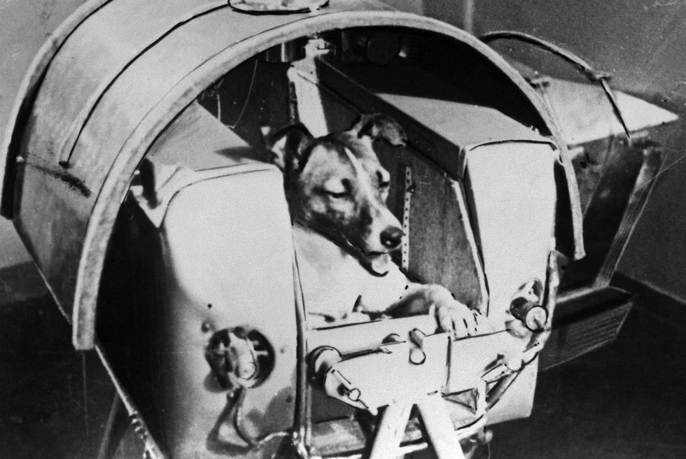 1957年にロシア（ソ連）の宇宙飛行犬となりスプートニク2号に搭乗したライカ