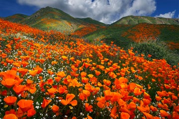 lake elsinore poppy reserve, california