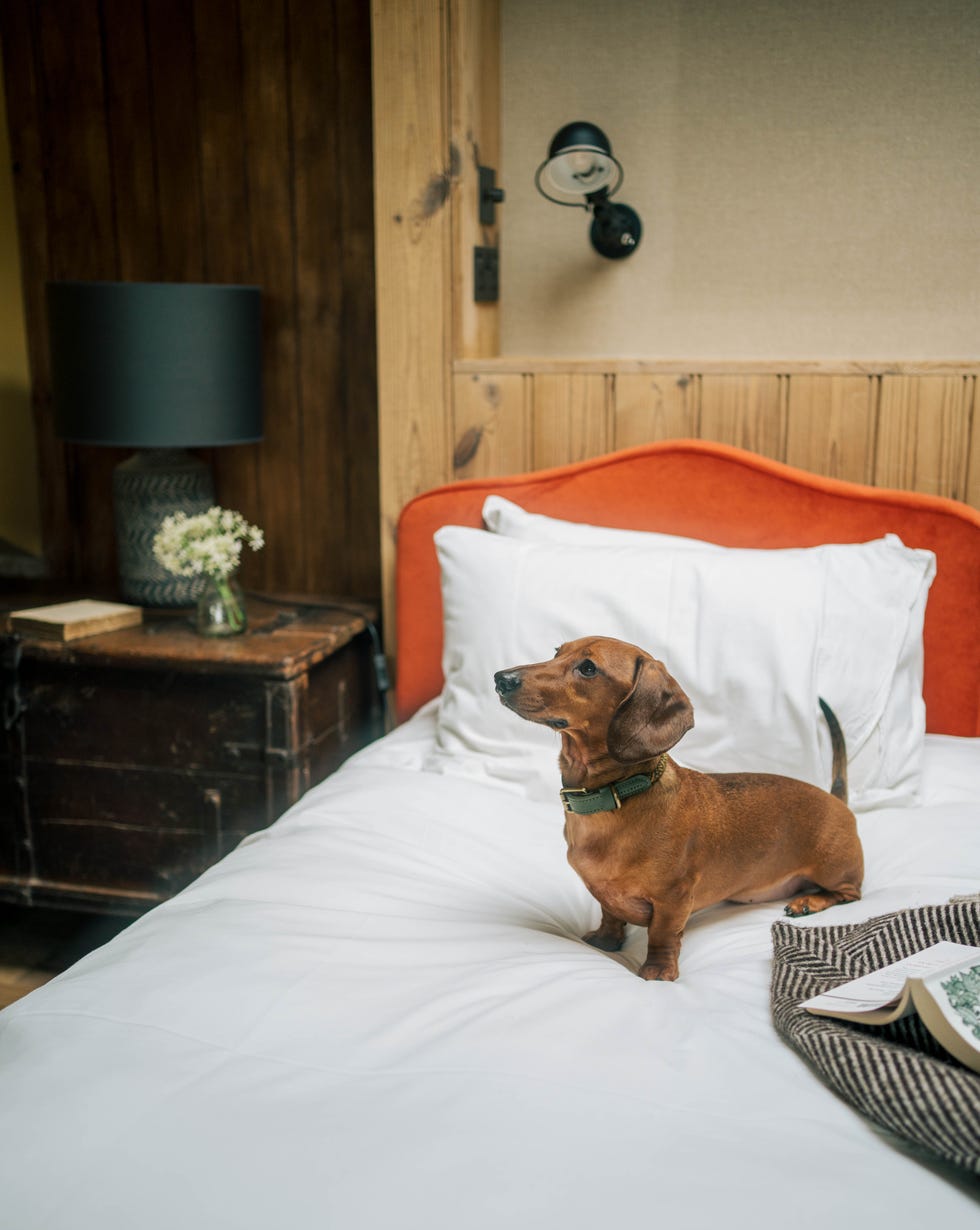 best dogfriendly hotels uk
