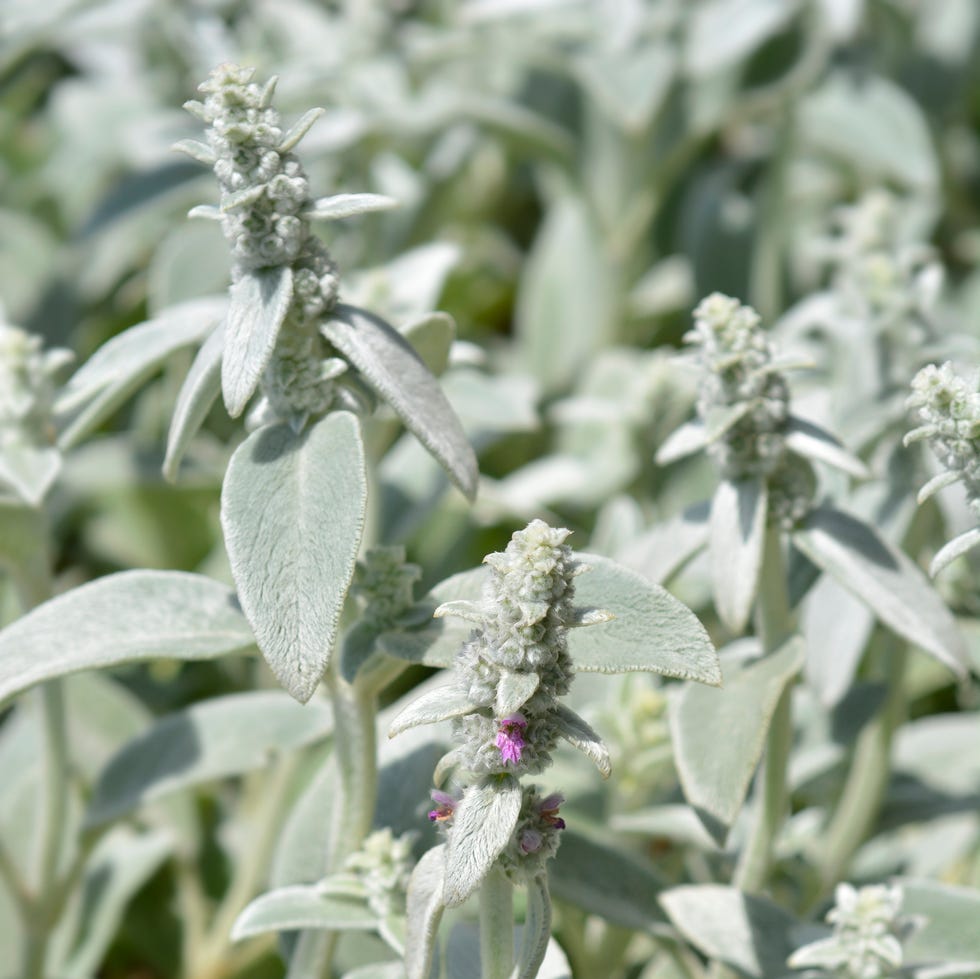 lambs ears silver carpet