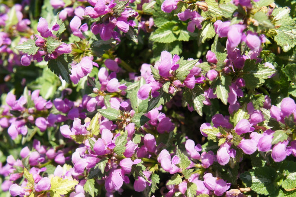 best shade perennials dead nettle