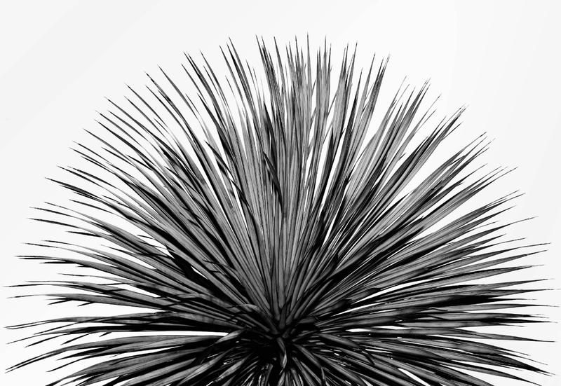 White, Black, Black-and-white, Monochrome photography, Botany, Agave, Yucca, Plant, Line, Tree, 