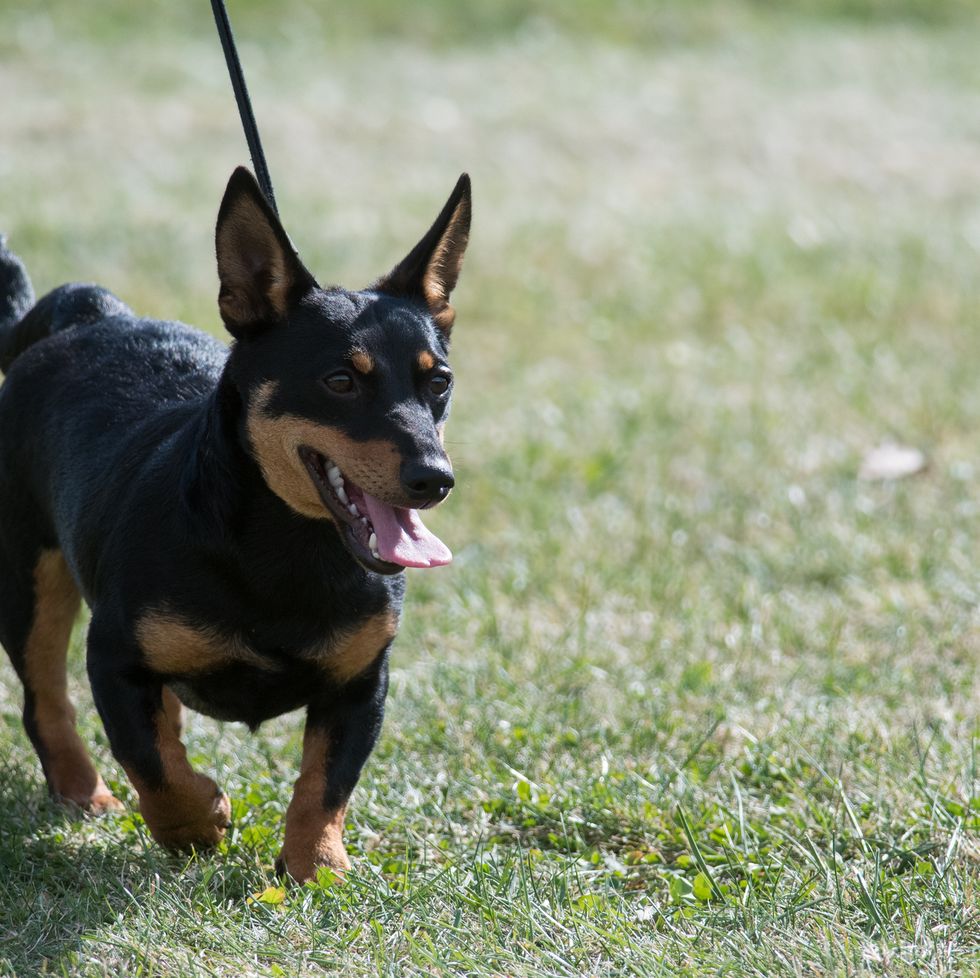 lancashire heeler in conformation at a dog show in new york