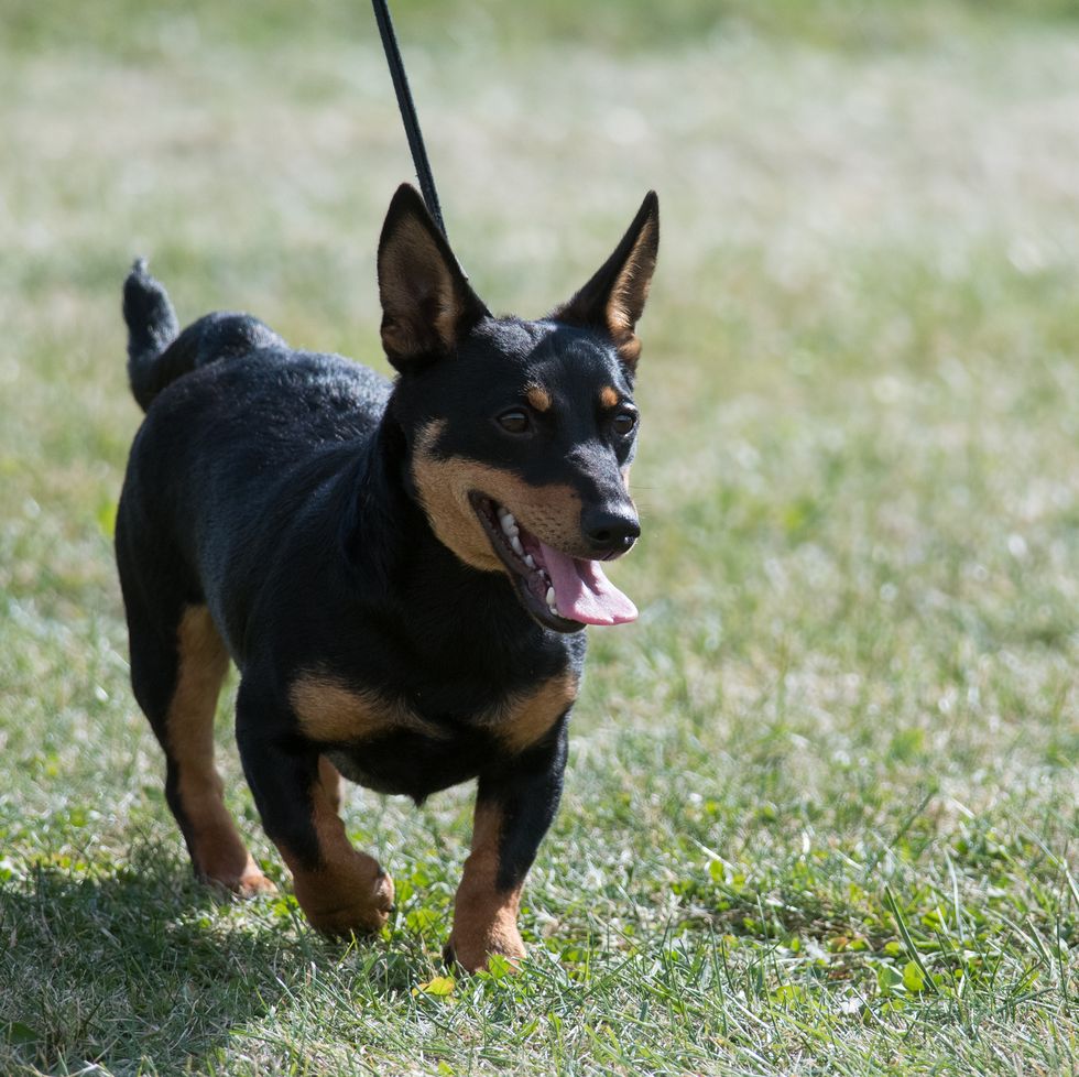 lancashire heeler in conformation at a dog show in new york
