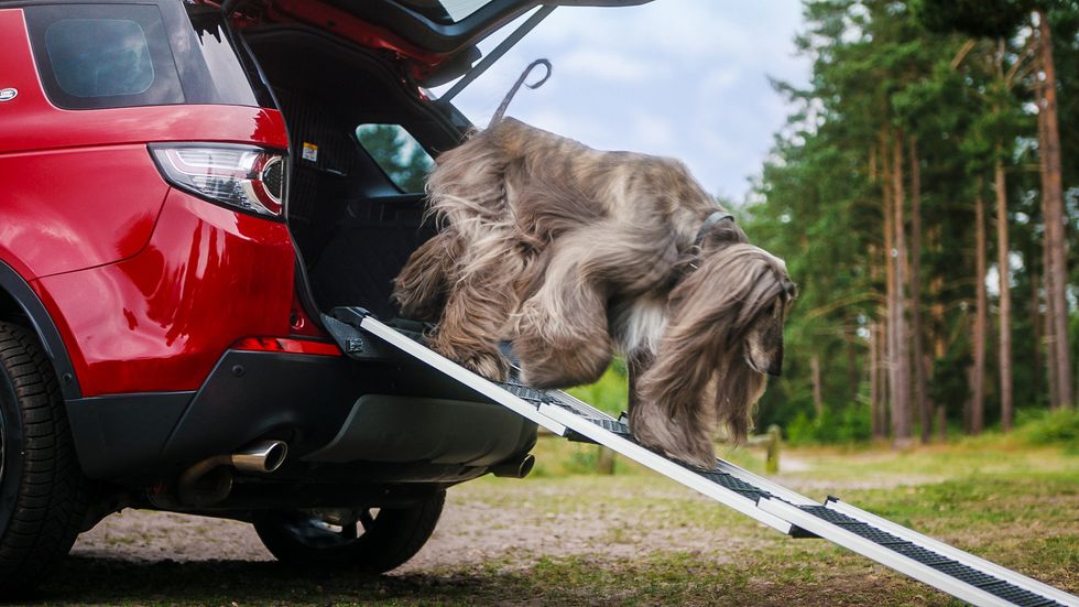 Automotive exterior, Vehicle, Dog, Canidae, Bumper, Car, Vehicle door, Sporting Group, Glass, Carnivore, 