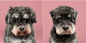 Dog, Mammal, Vertebrate, Dog breed, Canidae, Schnoodle, Carnivore, Terrier, Sporting Group, Portuguese water dog, 