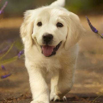 a dog running in a field