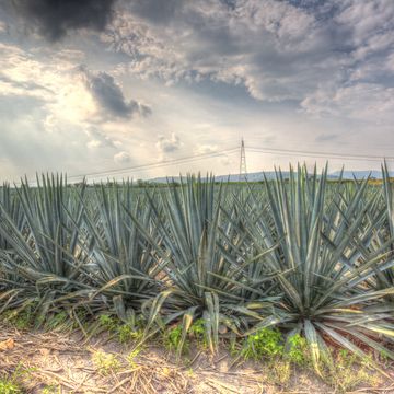 landscape blue agave