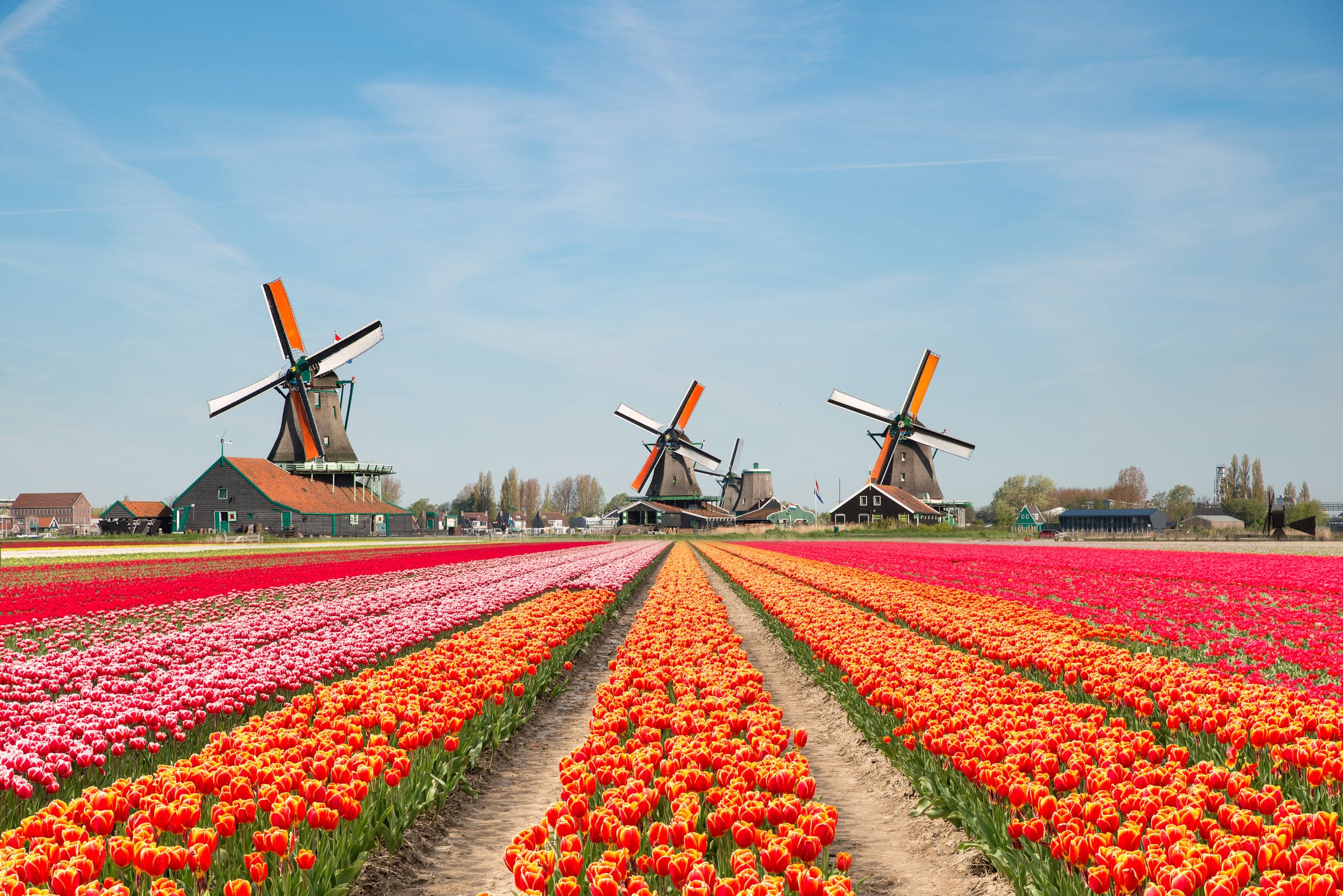 Tulip fields Netherlands