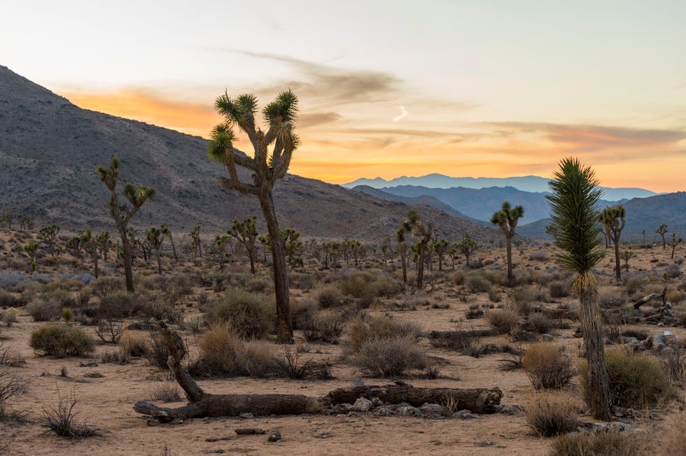 joshua tree national park