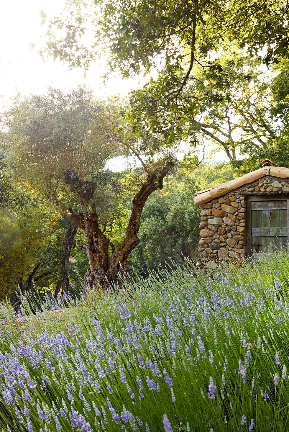 20 Gorgeous Garden Arbor Ideas for an Enchanting Outdoor Space