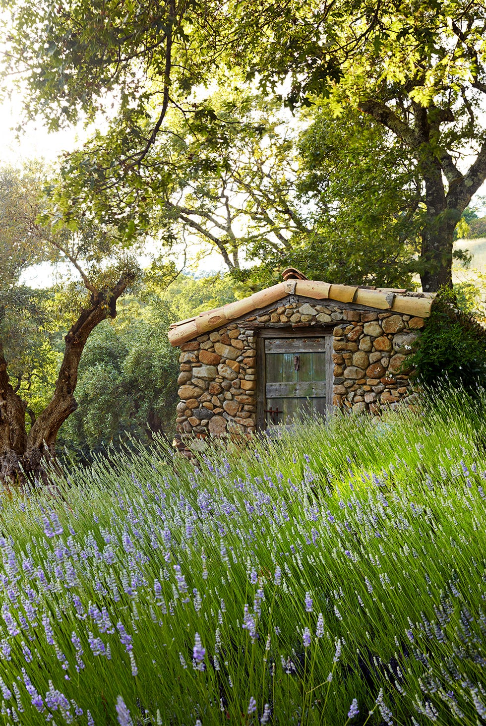 lavender field