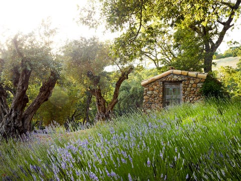 lavender field