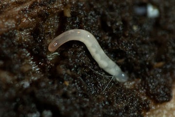 a white slug on a black surface