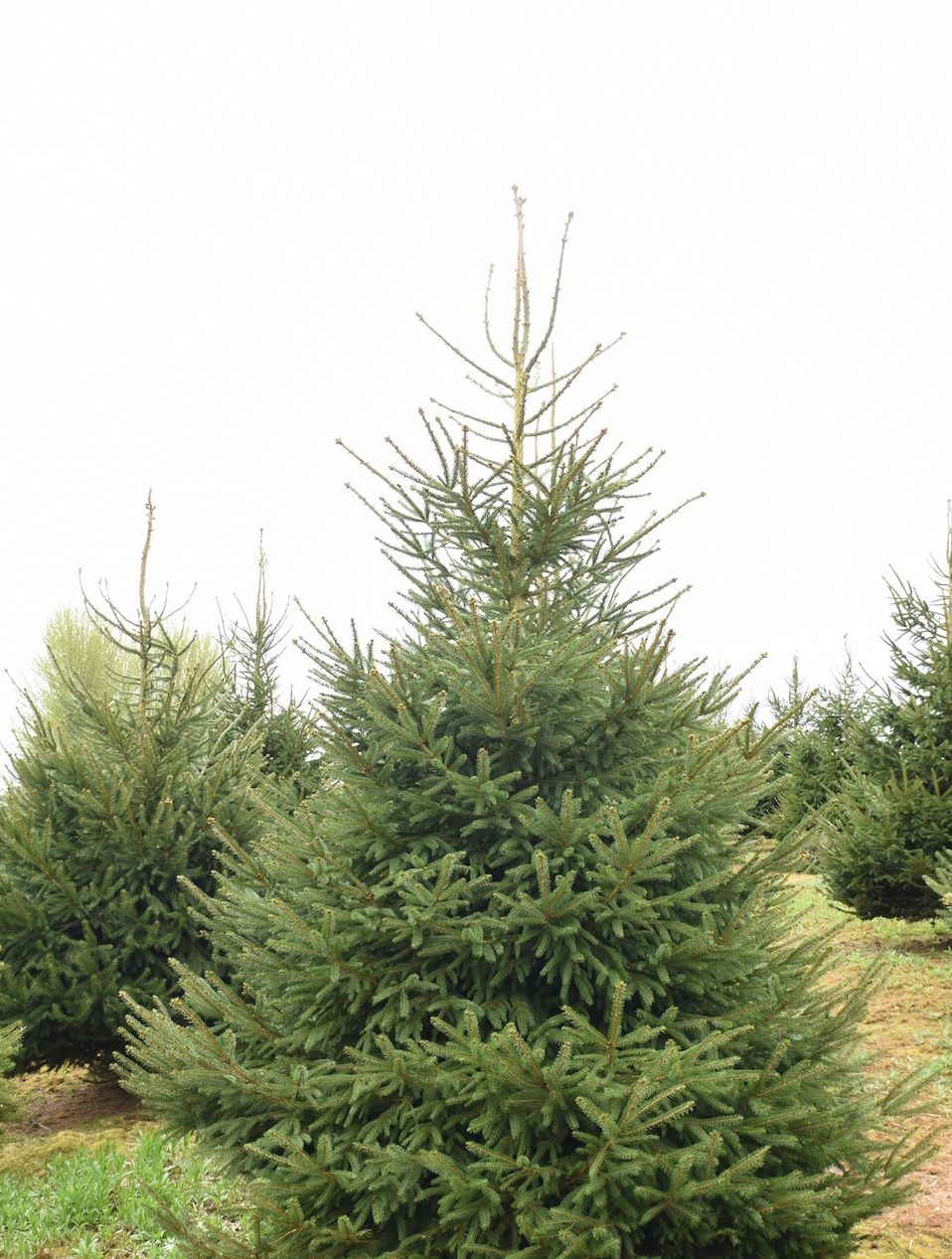 norway spruce christmas tree