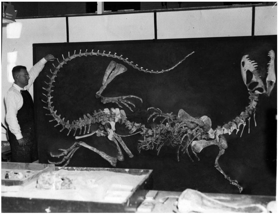 Wann Langston Jr van de UC Berkeley ziet in de vroege jaren vijftig toe op de reconstructie van het eerste skelet van een Dilophosaurus