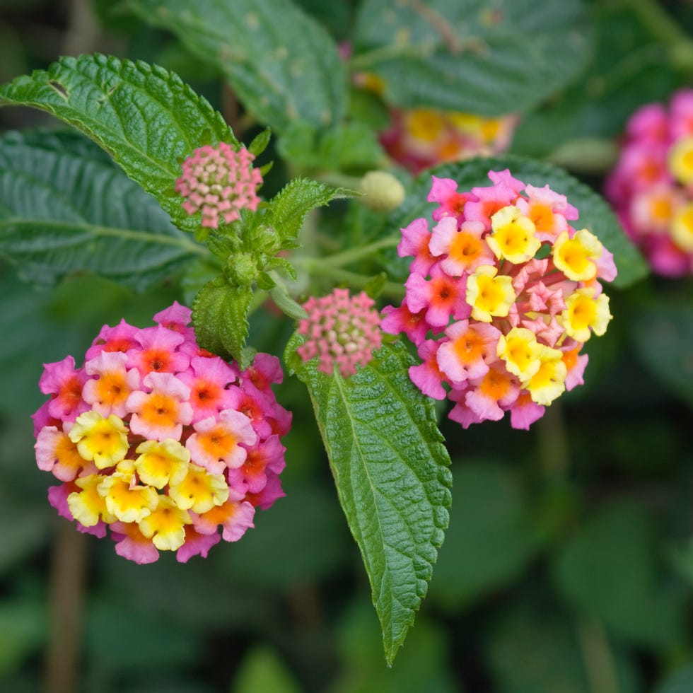 lantana flower mexico