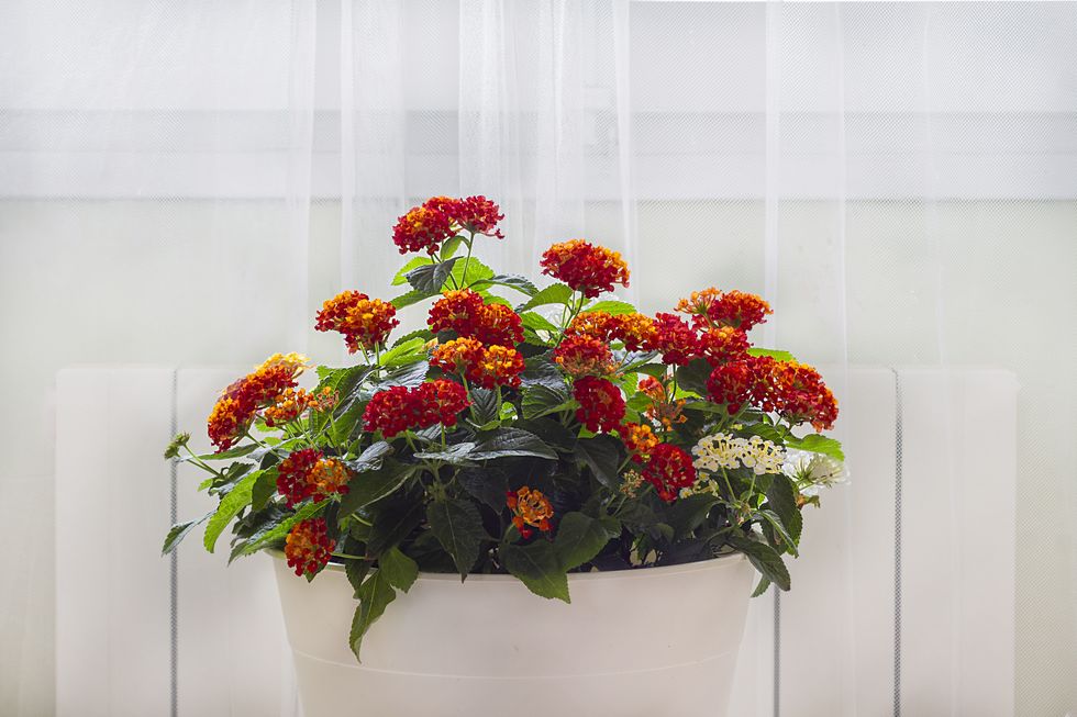 lantana in white pot