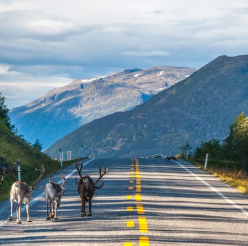 lapland hoogtepunten boven de poolcirkel lapland hoogtepunten boven de poolcirkel scandinavie