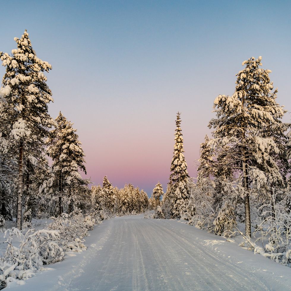 Laplandian Winter Forest