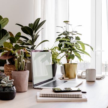 laptop on wooden table in home interior with many different houseplants