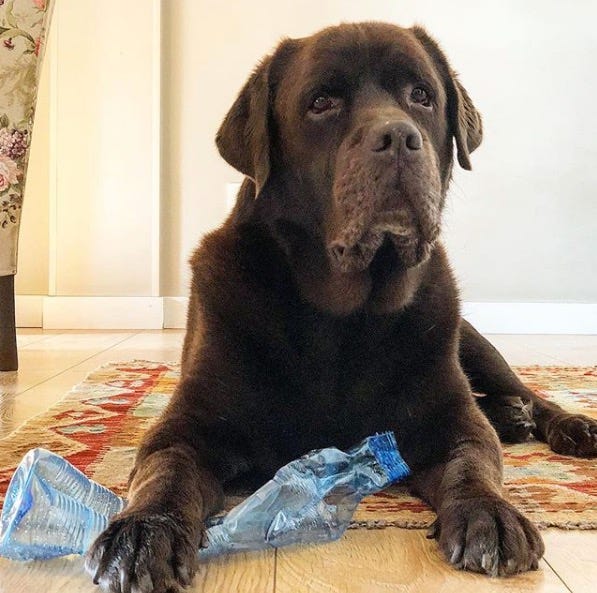 Dog, Mammal, Vertebrate, Canidae, Dog breed, Labrador retriever, Carnivore, Sporting Group, Retriever, Snout, 