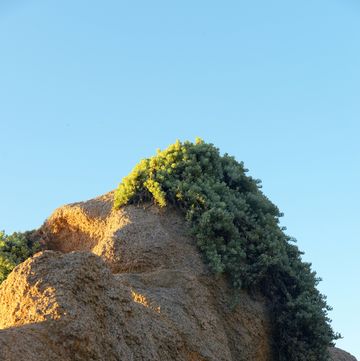 a tree on a rock