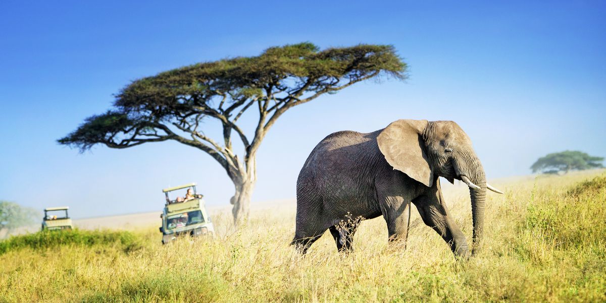 large african elephant against acacia tree and safari vehicles in background