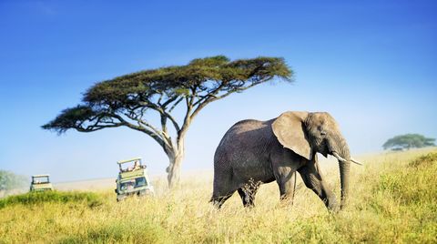 large african elephant against acacia tree and safari vehicles in background