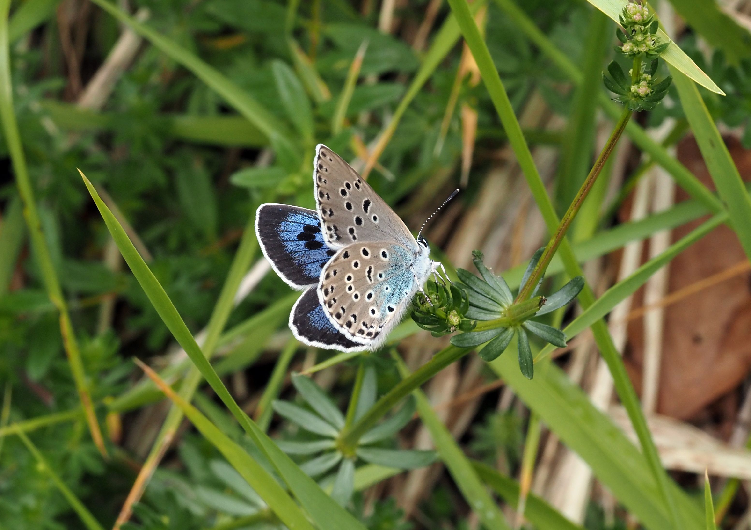 Evans blue cheap butterfly