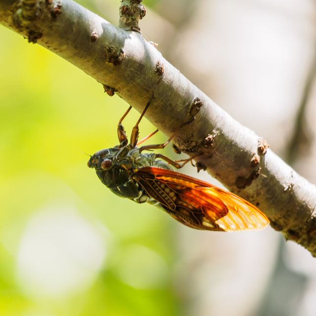 large brown cicada on tree