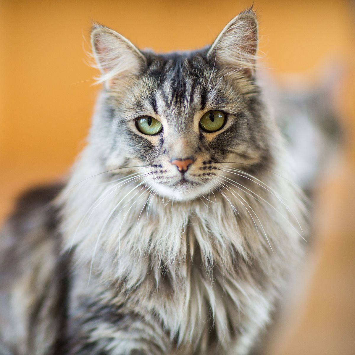 12 Lovable Large Cat Breeds