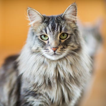Pet Advice - How to Care for Your Pets