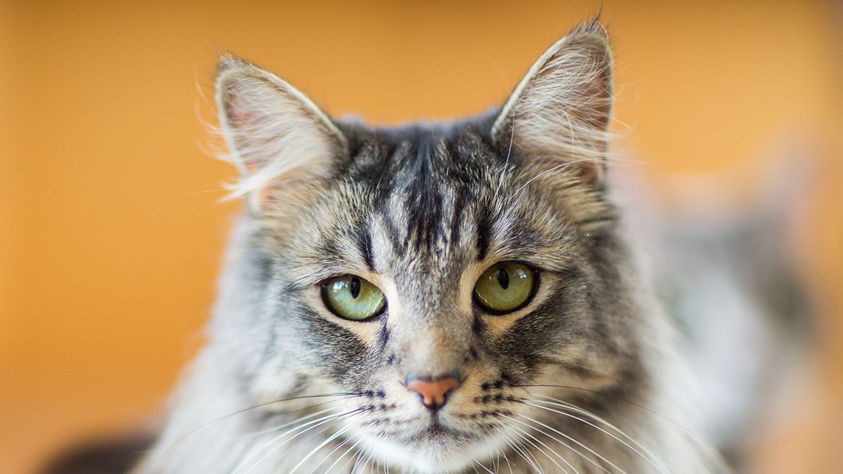 20 Cutest Cat Breeds of 2024