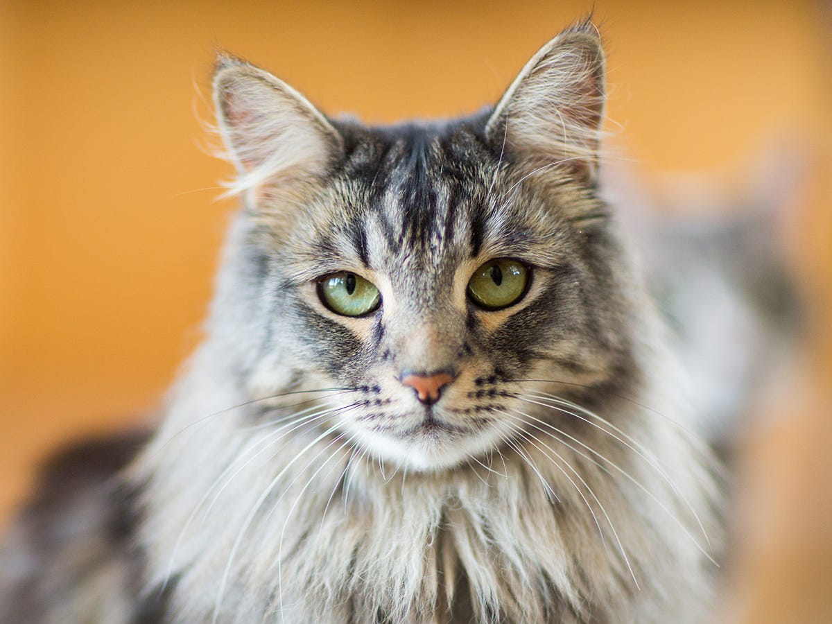 10 Best Cat Breeds for Homes with Dogs