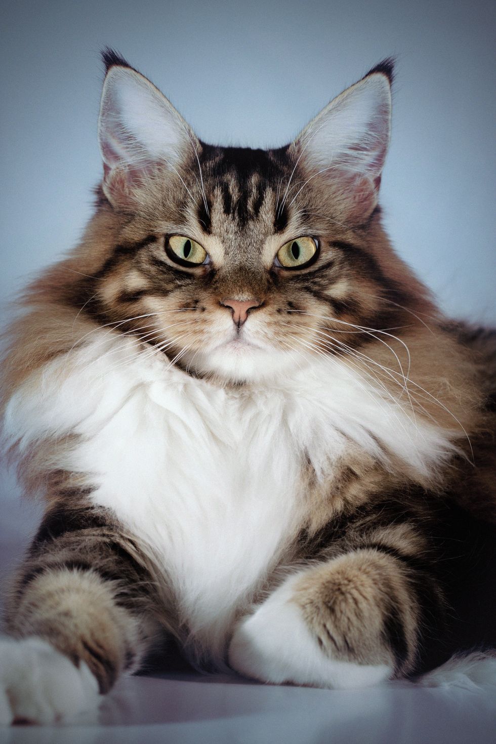 10 Large Cat Breeds with Even Bigger Personalities