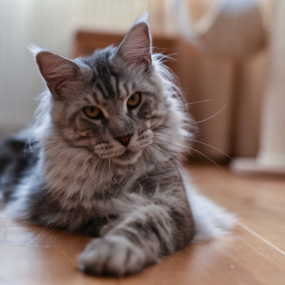 20 Cat Breeds That Get Along With Other Cats