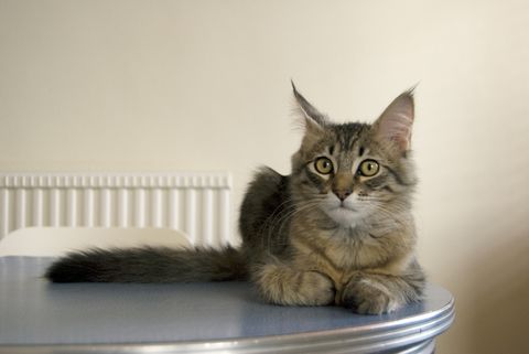 large cat breeds - pixie bob cat