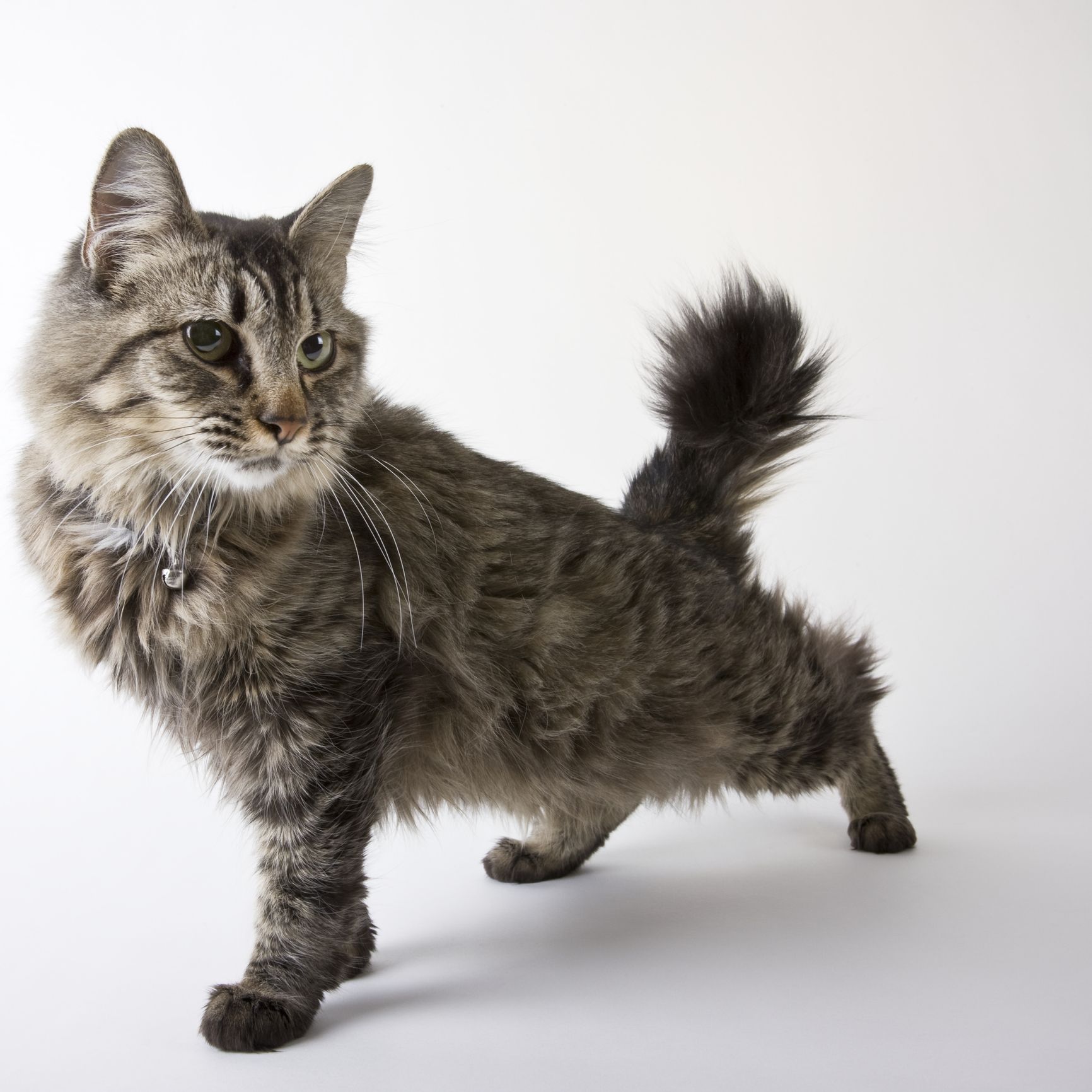 10 Large Cat Breeds with Even Bigger Personalities