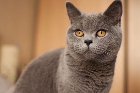 large cat breeds - british shorthair cat