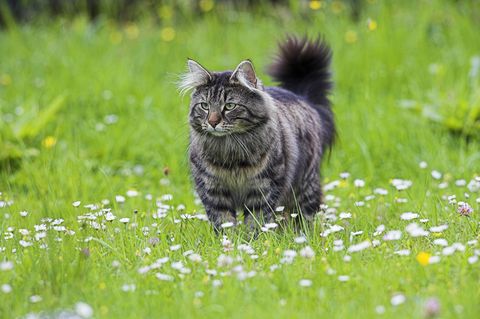 large cat breeds - norwegian forest cat